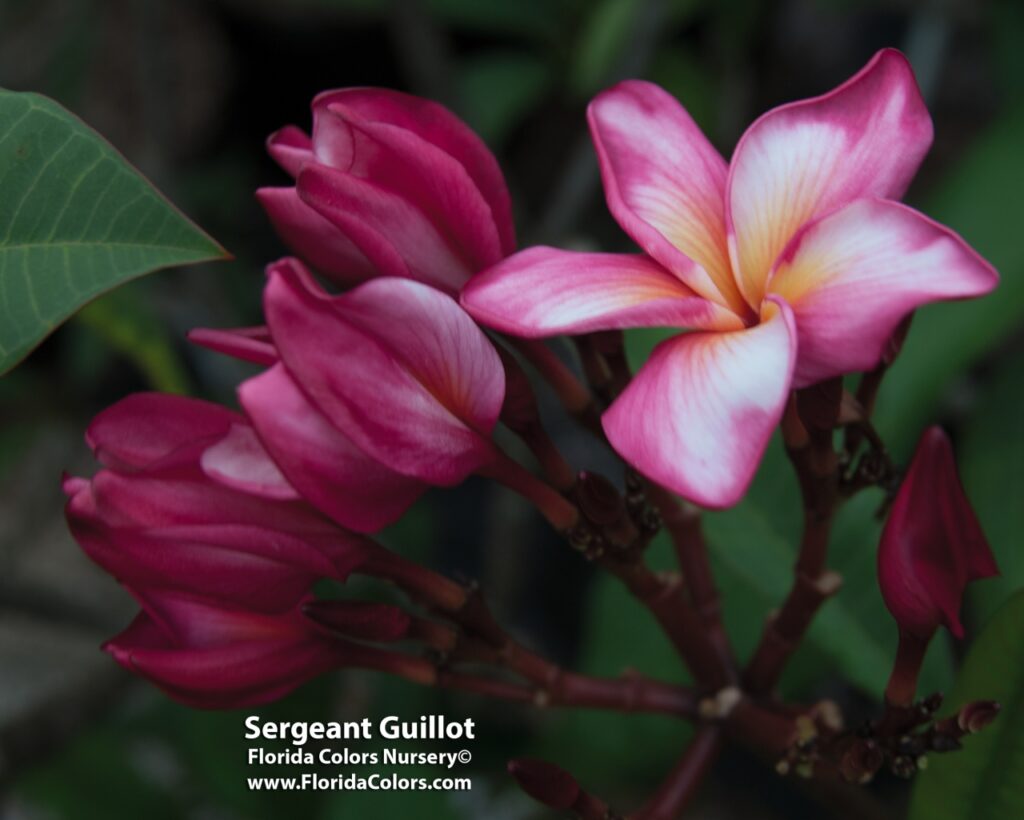 Sergeant Guillot plumeria photo
