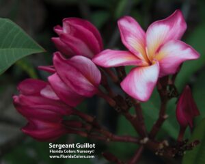 Sergeant Guillot plumeria photo