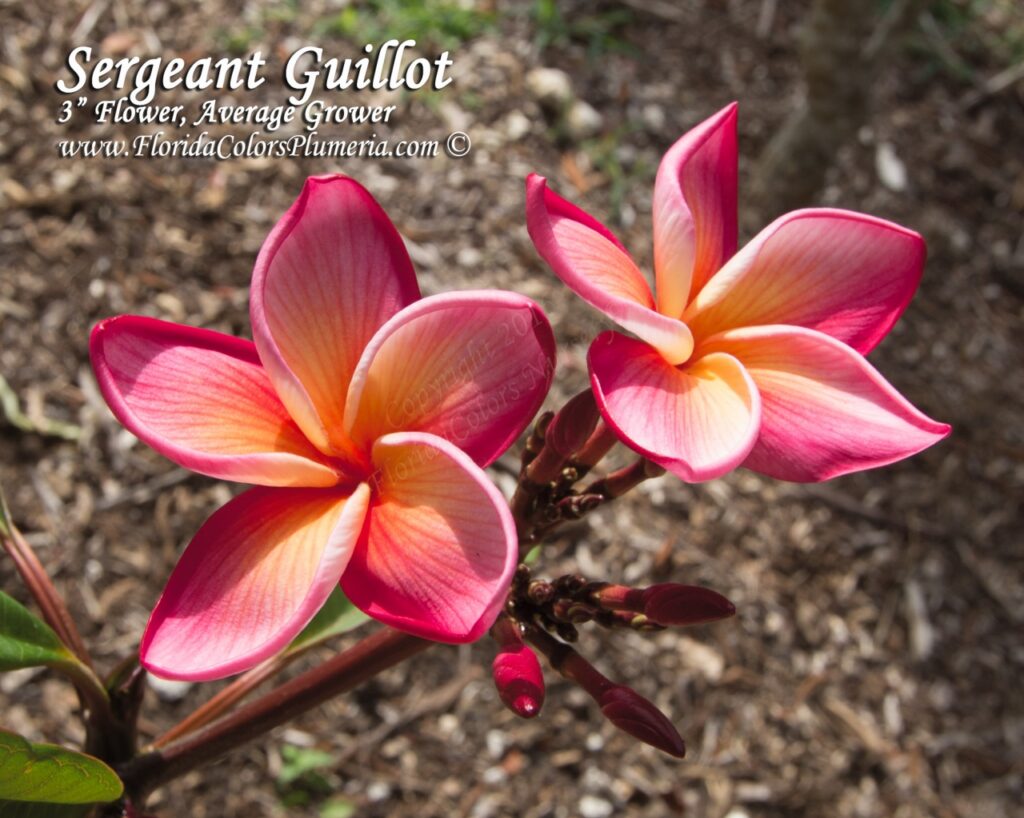 Sergeant Guillot plumeria photo