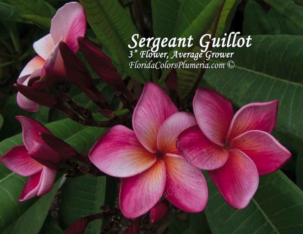Sergeant Guillot plumeria photo