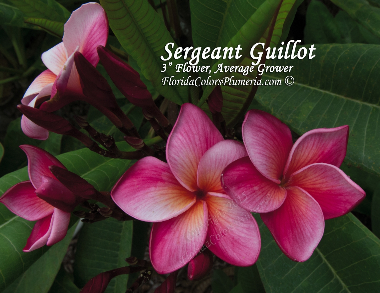 Sergeant Guillot plumeria photo
