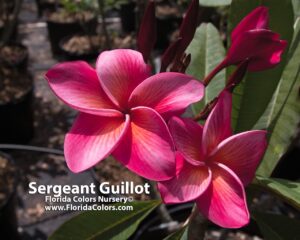 Sergeant Guillot plumeria photo