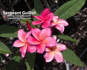 Sergeant Guillot plumeria photo