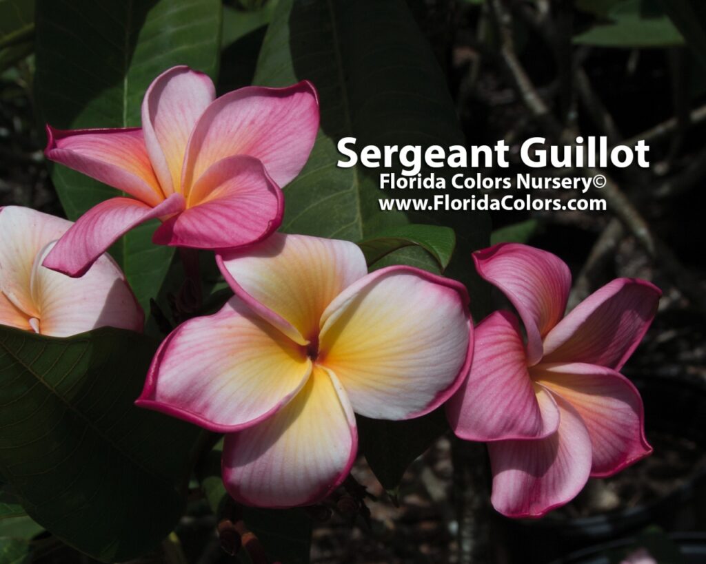 Sergeant Guillot plumeria photo
