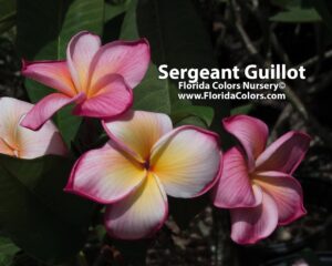 Sergeant Guillot plumeria photo