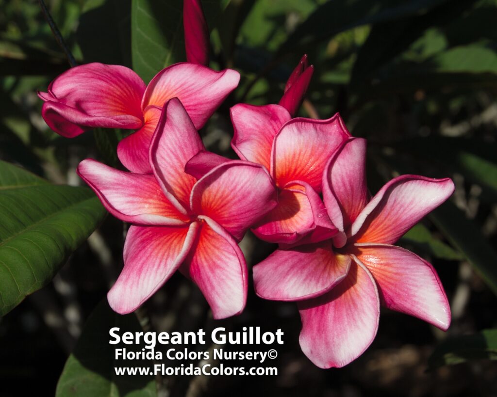 Sergeant Guillot plumeria photo