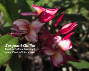 Sergeant Guillot plumeria photo