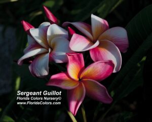 Sergeant Guillot plumeria photo