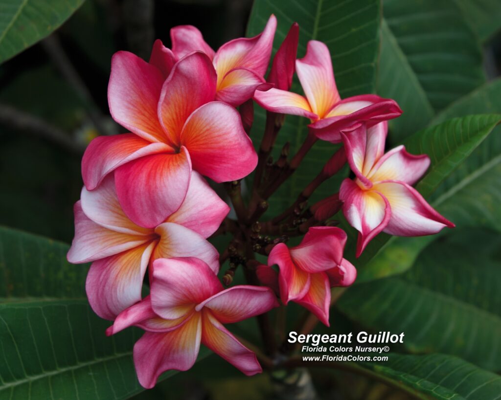 Sergeant Guillot plumeria photo