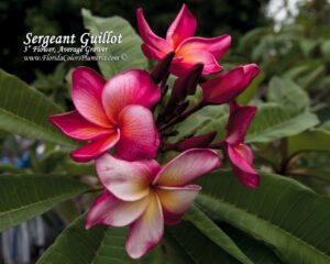Sergeant Guillot plumeria photo