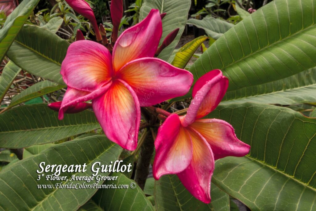Sergeant Guillot plumeria photo