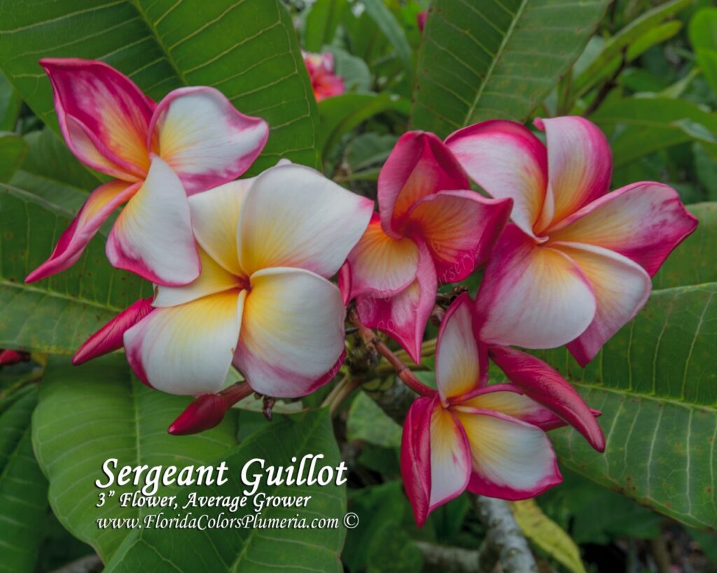 Sergeant Guillot plumeria photo