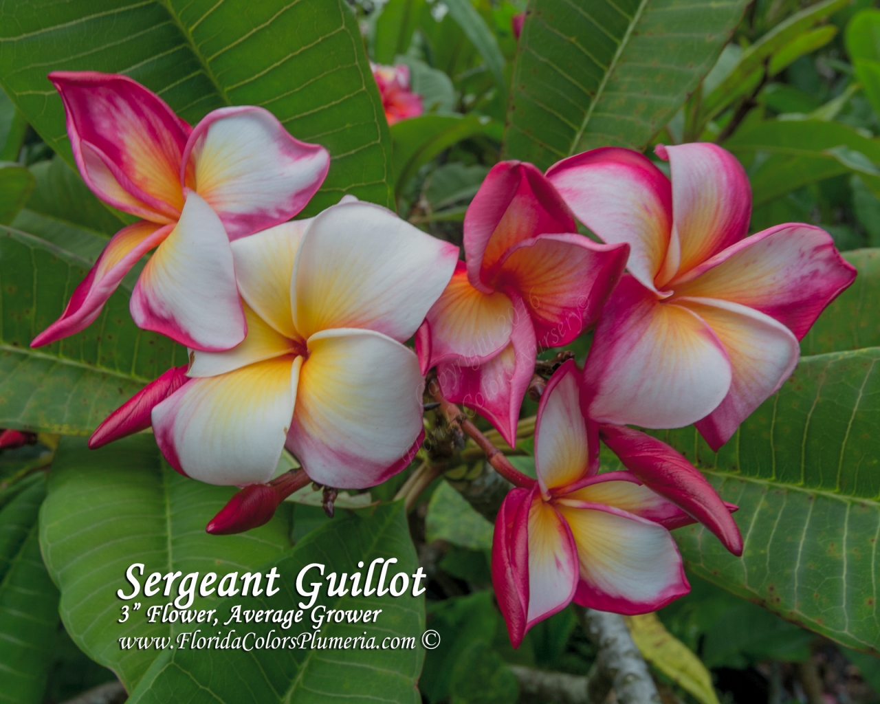 Sergeant Guillot plumeria photo