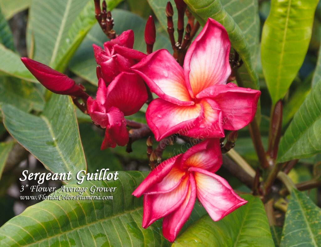 Sergeant Guillot plumeria photo