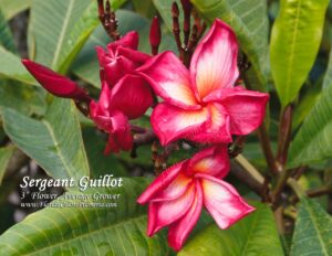 Sergeant Guillot plumeria photo
