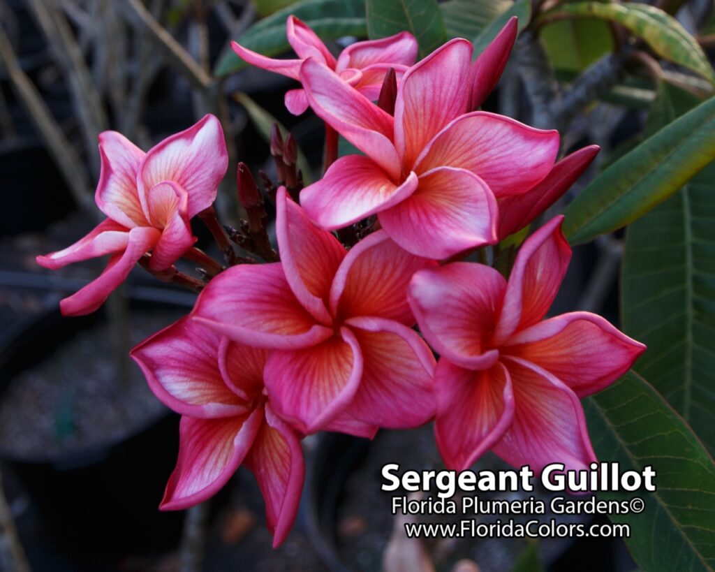Sergeant Guillot plumeria photo