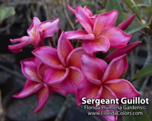 Sergeant Guillot plumeria photo