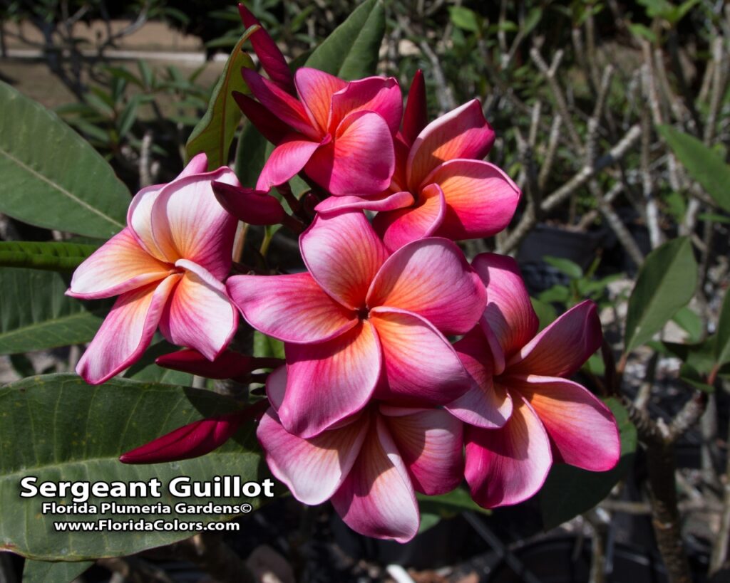 Sergeant Guillot plumeria photo