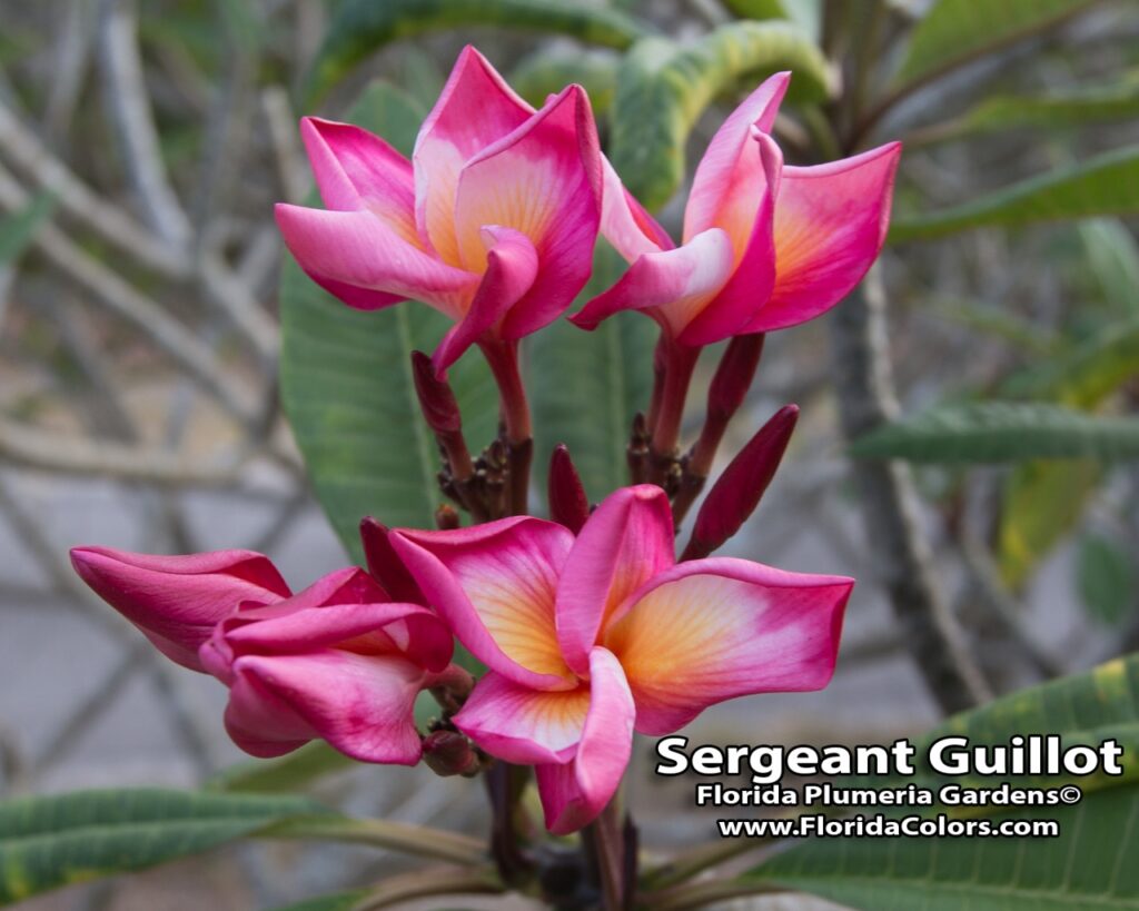 Sergeant Guillot plumeria photo