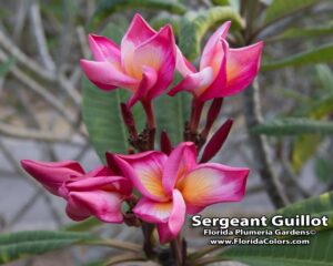 Sergeant Guillot plumeria photo