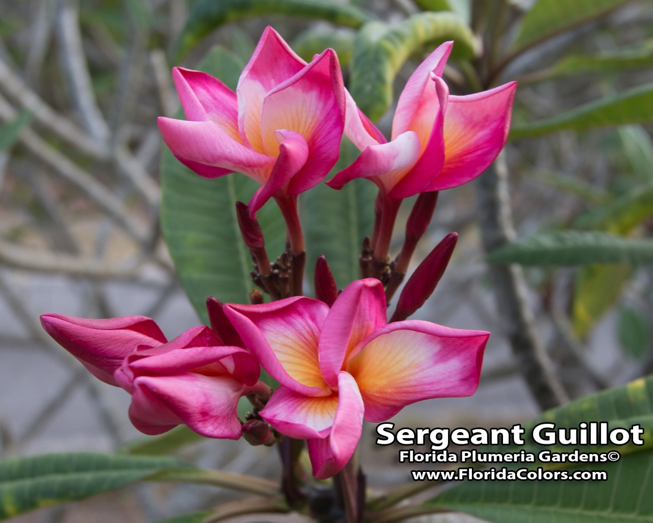Sergeant Guillot plumeria photo