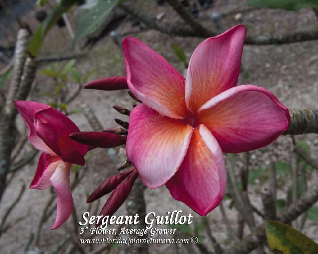 Sergeant Guillot plumeria photo