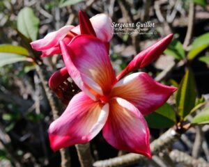 Sergeant Guillot plumeria photo