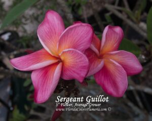 Sergeant Guillot plumeria photo