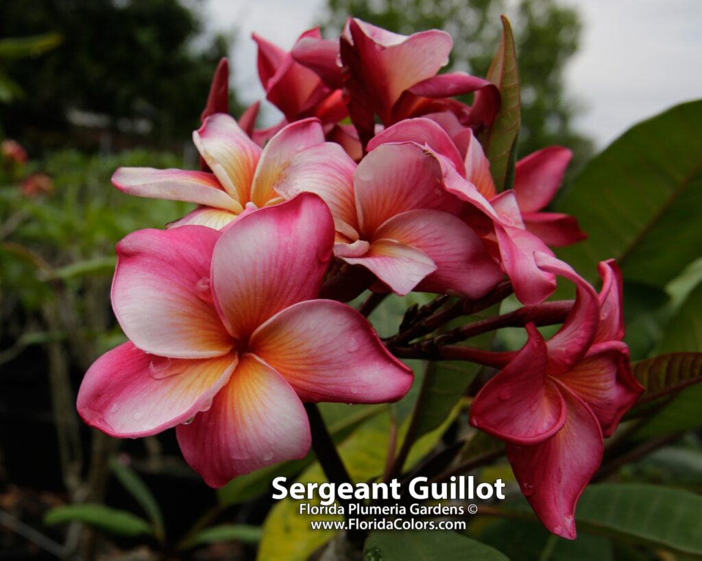 Sergeant Guillot plumeria photo