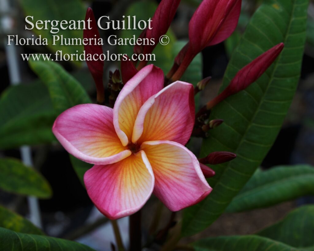 Sergeant Guillot plumeria photo
