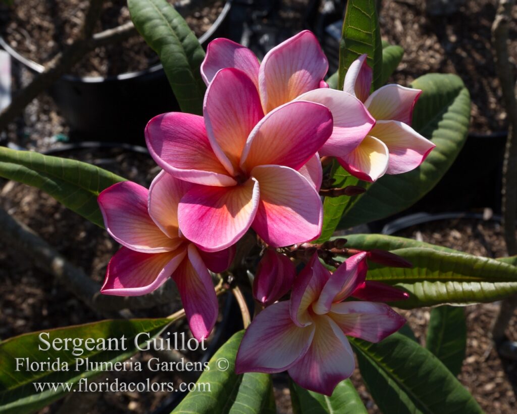 Sergeant Guillot plumeria photo