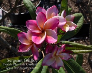Sergeant Guillot plumeria photo