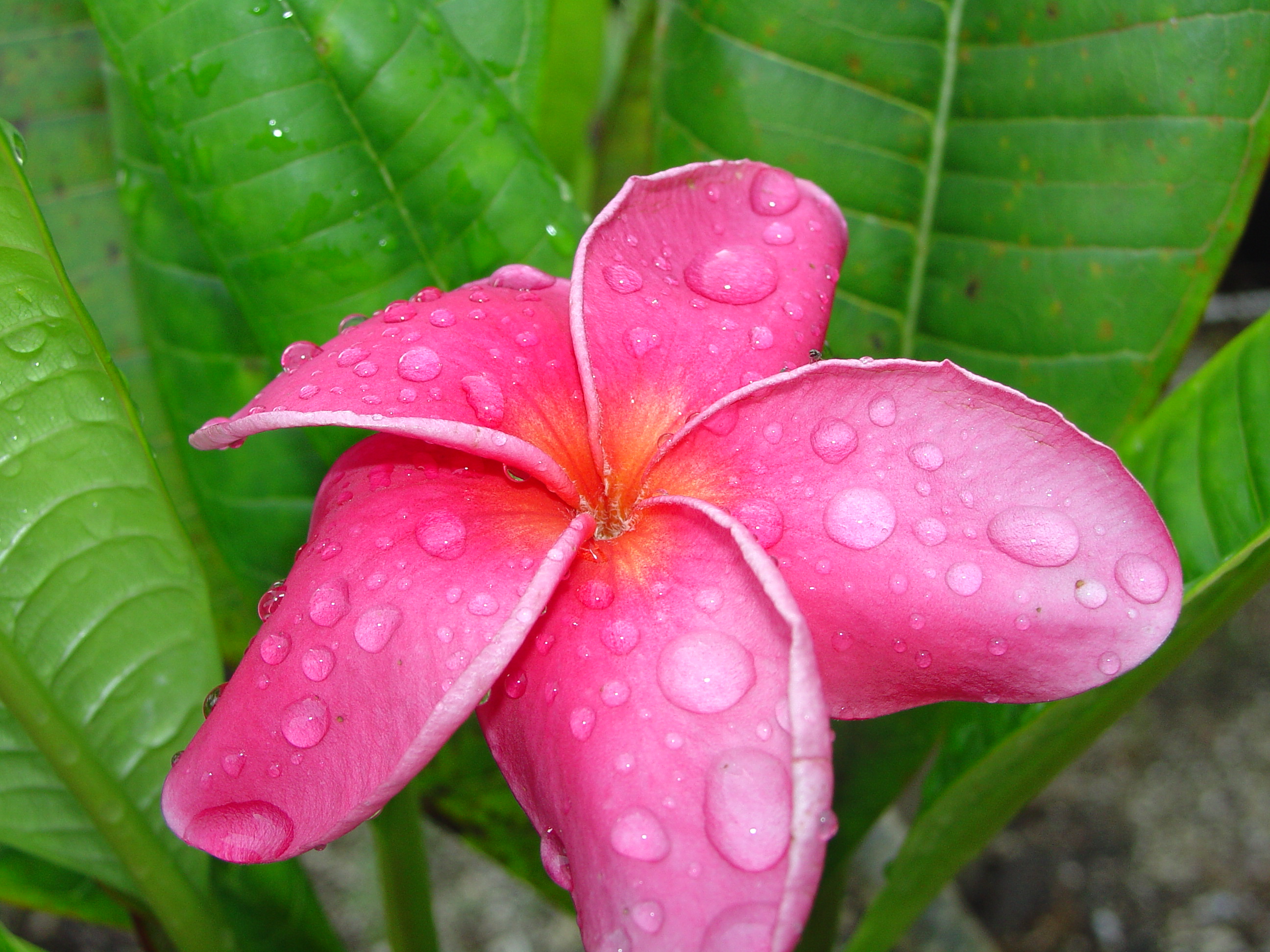 Sexy Pink plumeria photo