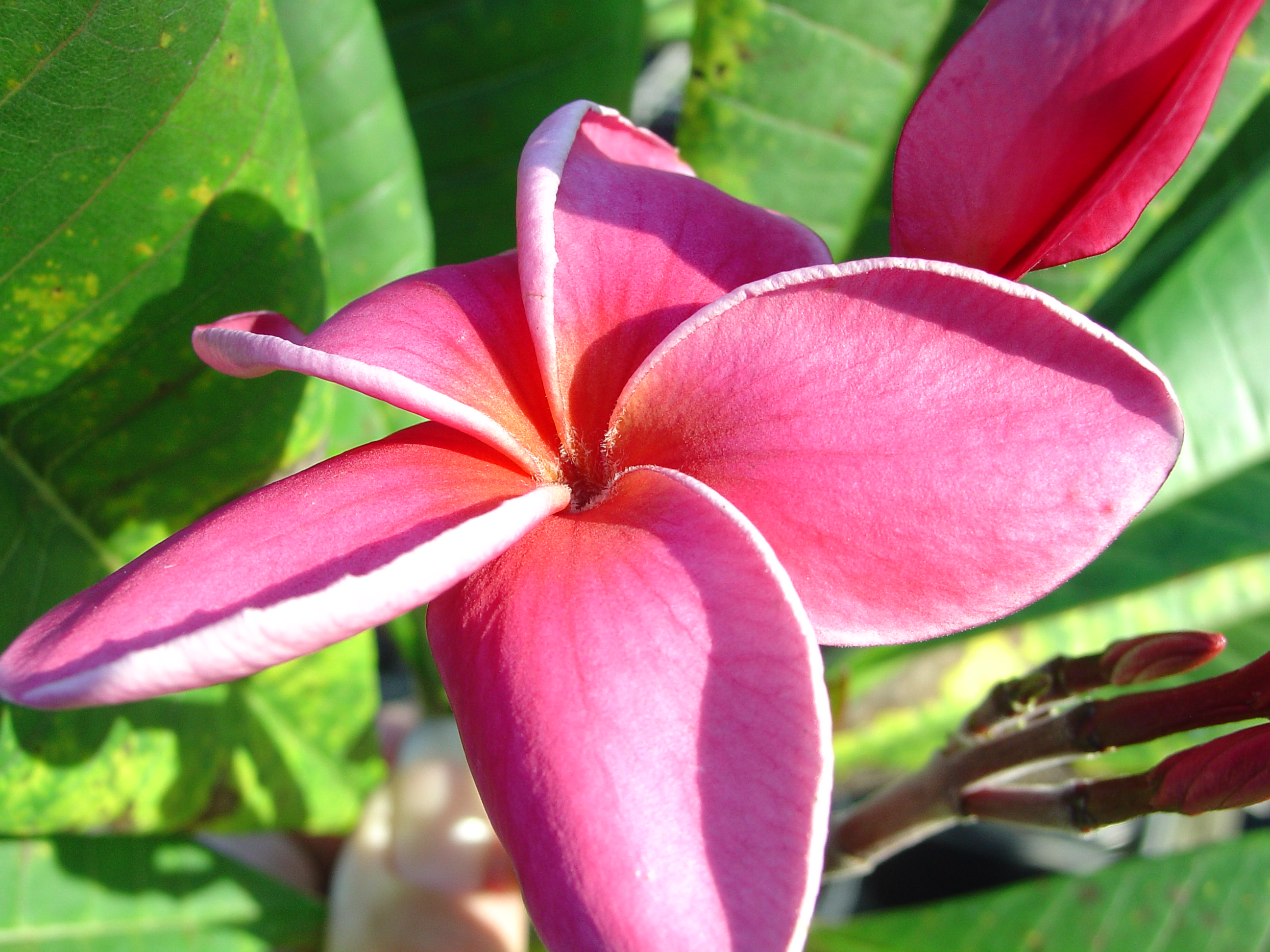 Sexy Pink plumeria photo