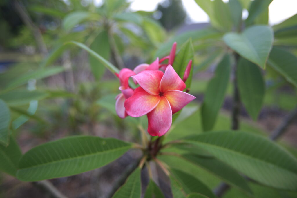 Shangri La plumeria photo