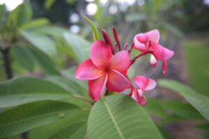 Shangri La plumeria photo