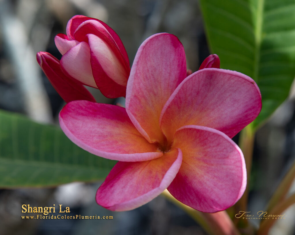 Shangri La plumeria photo