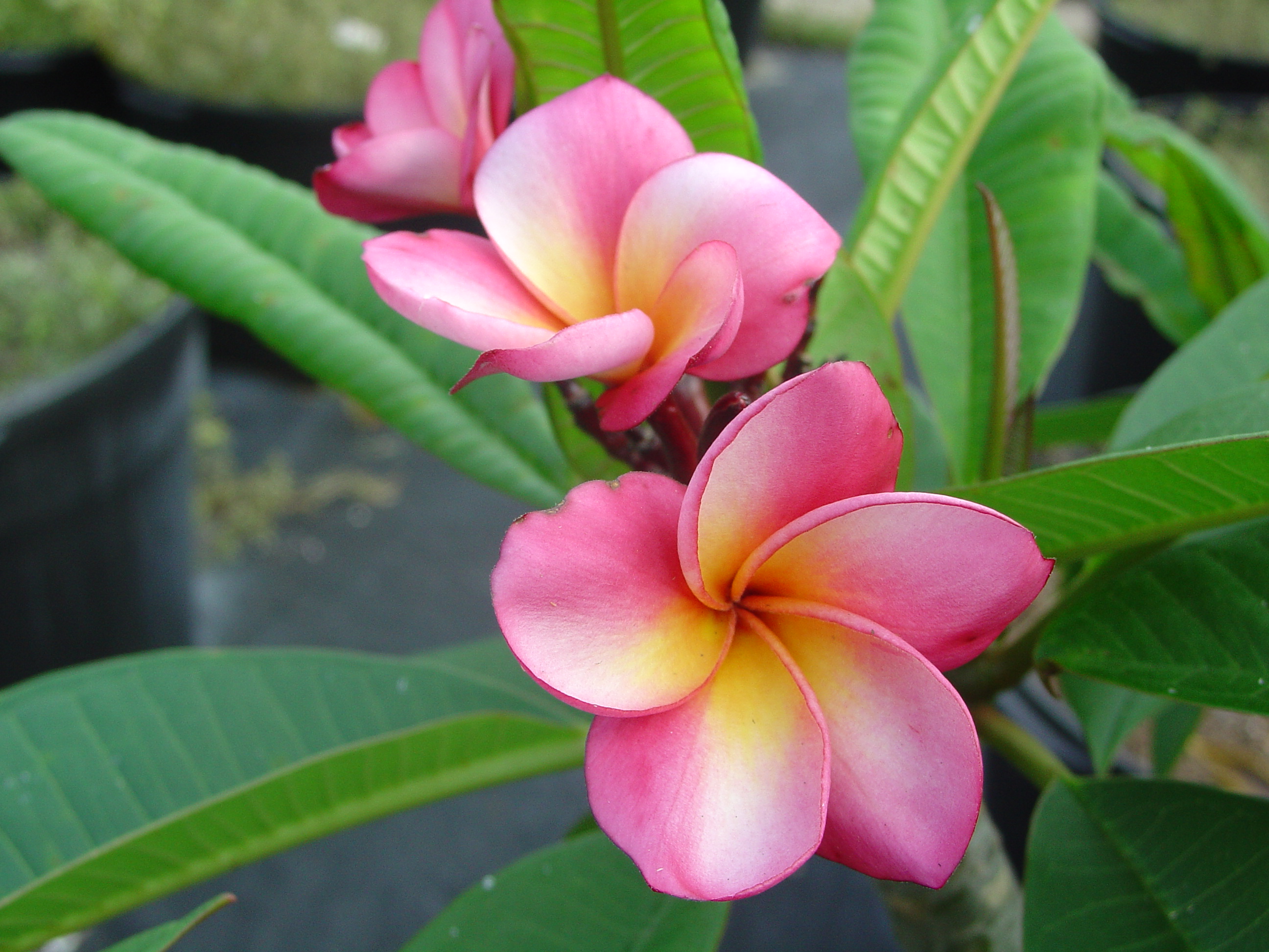 Sharna’s Rose plumeria photo