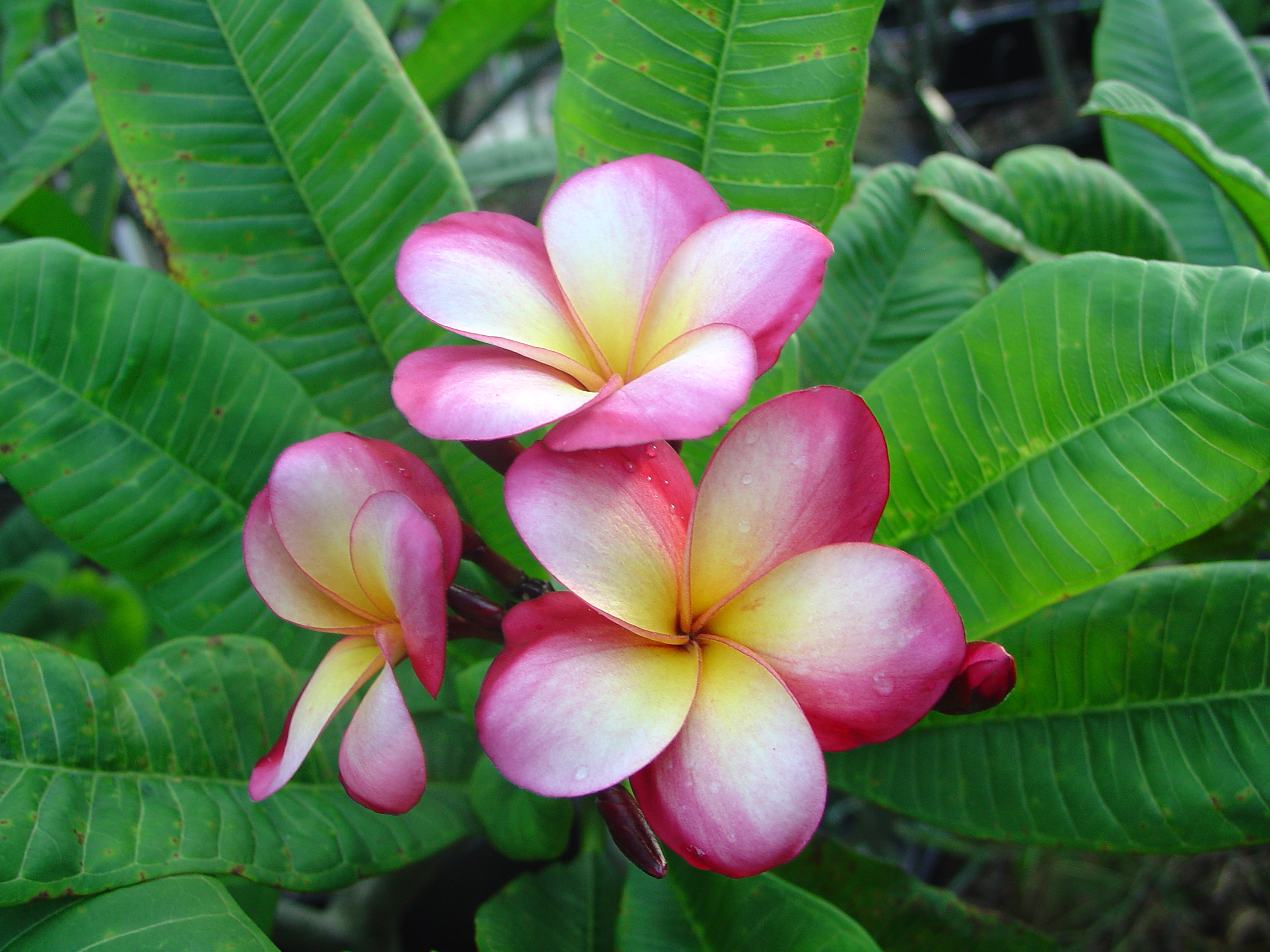 Sharna’s Rose plumeria photo