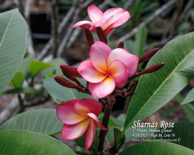 Sharna’s Rose plumeria photo