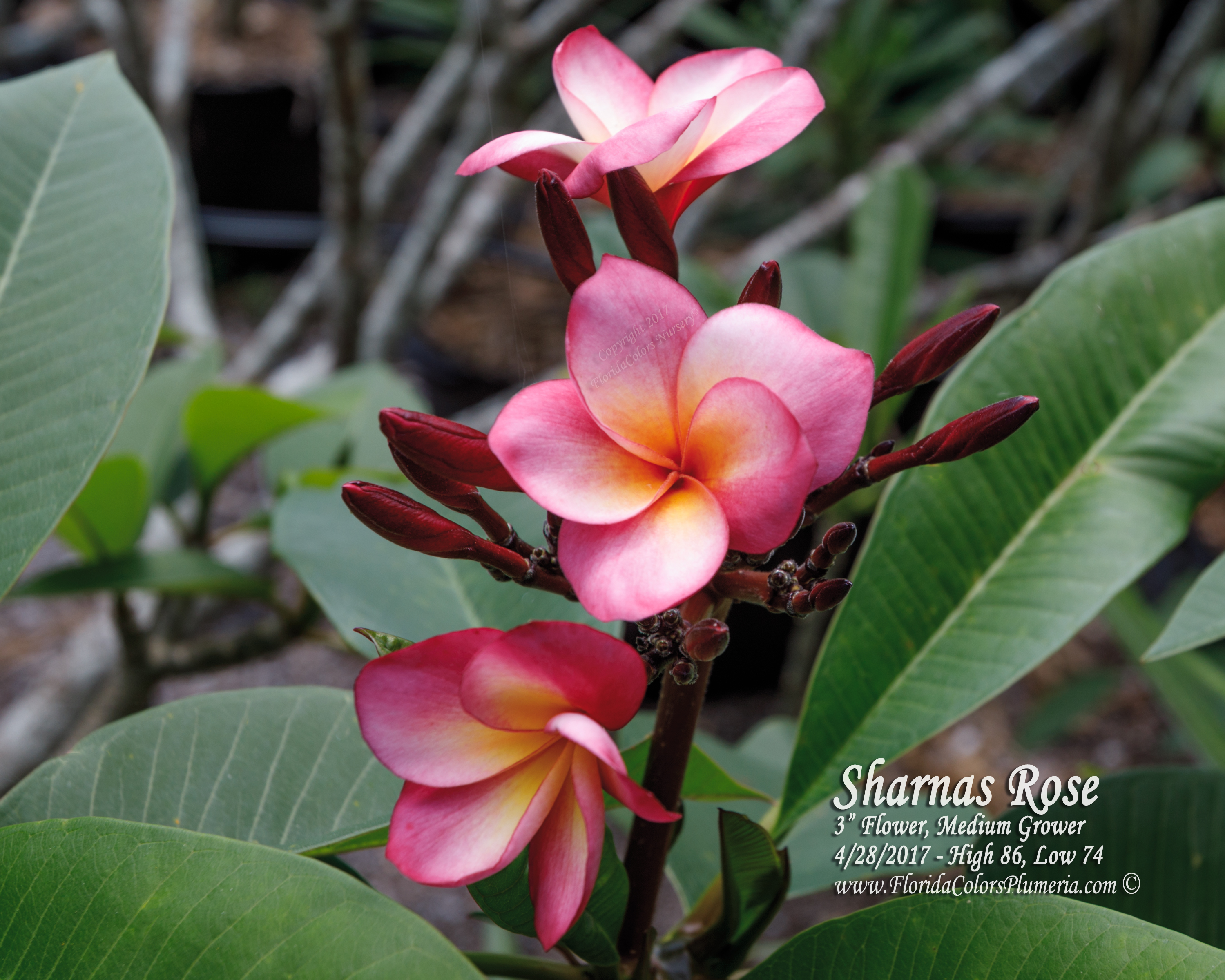 Sharna’s Rose plumeria photo