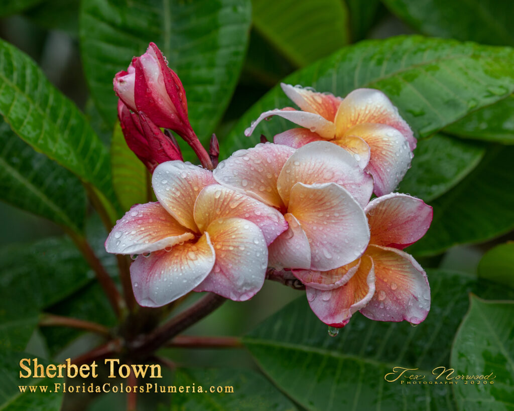 Sherbet Town plumeria photo