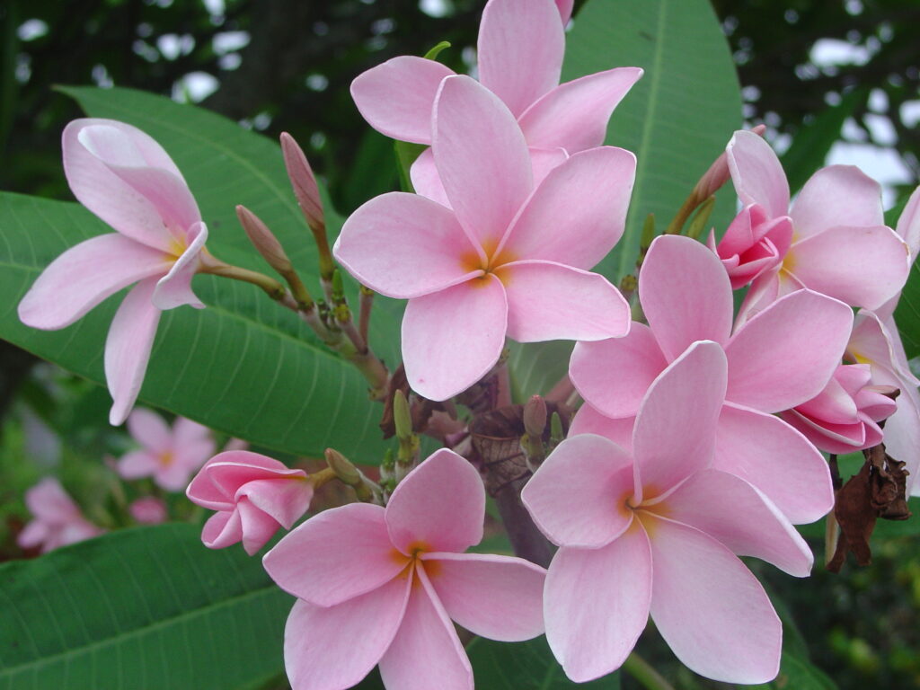 Sherrie Pink plumeria photo