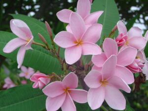 Sherrie Pink plumeria photo