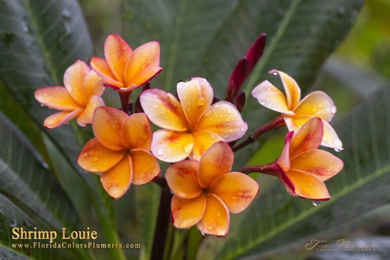 Shrimp Louie plumeria photo