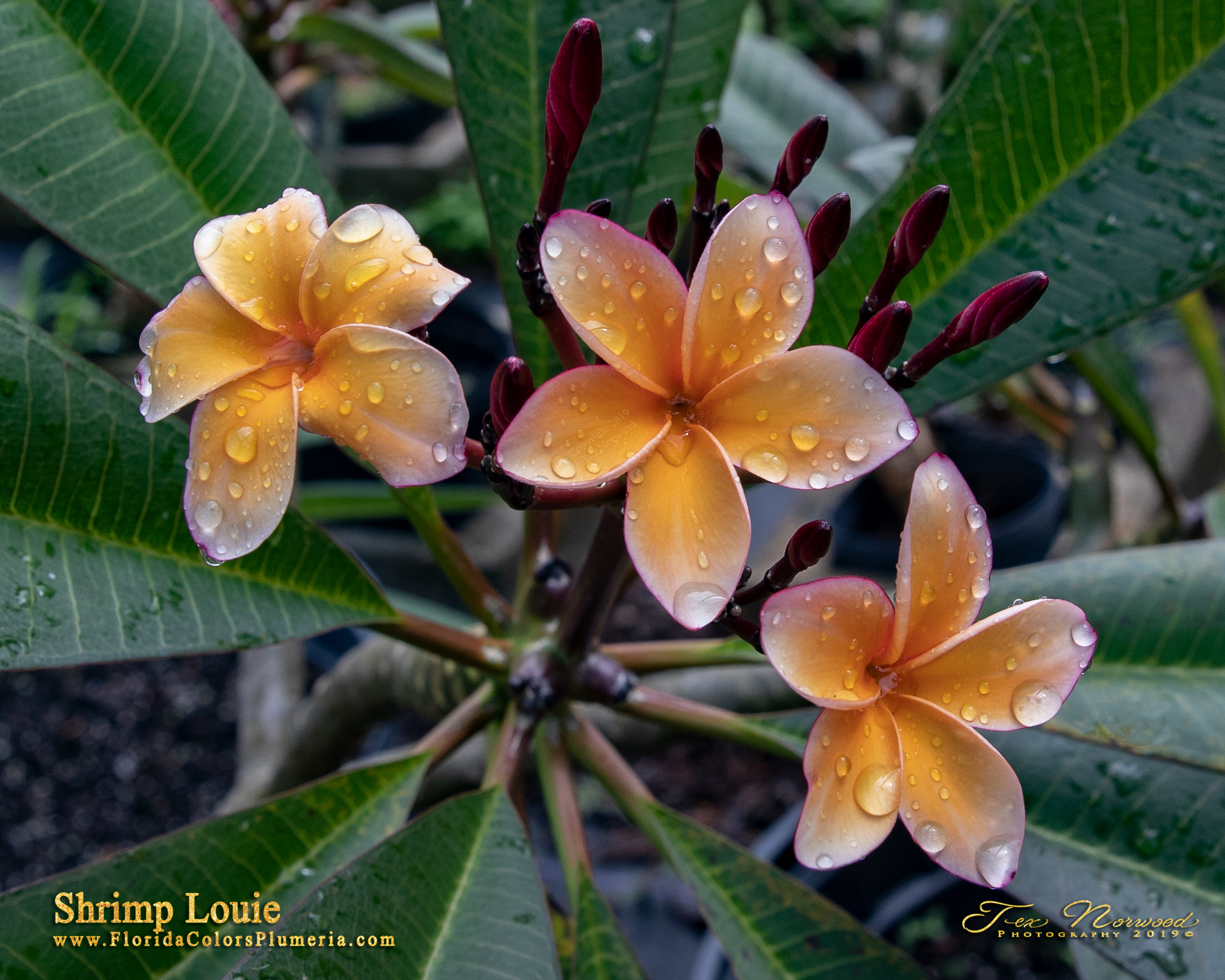 Shrimp Louie plumeria photo