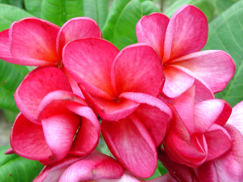 Siam Diamond plumeria photo
