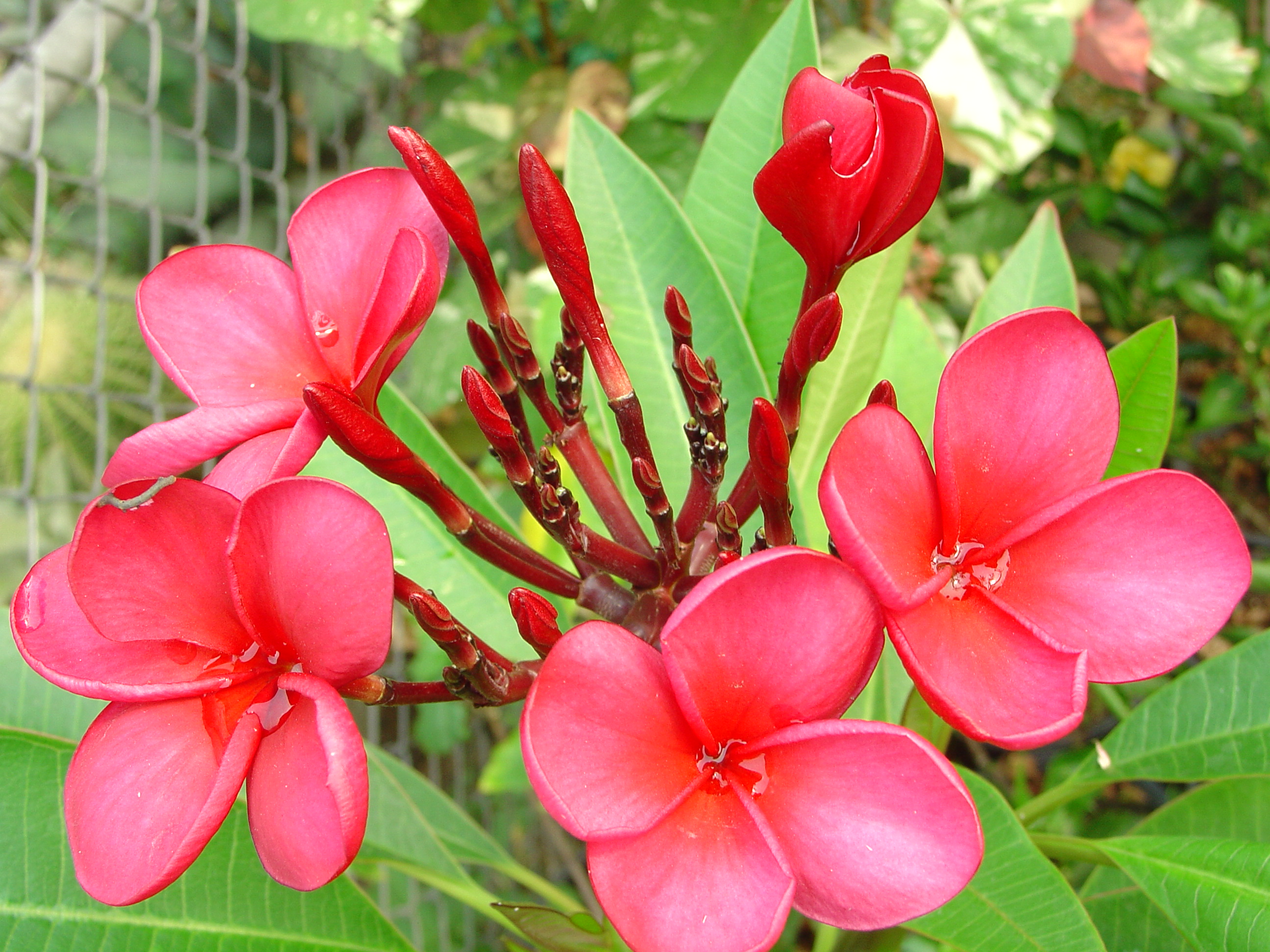 Siam Diamond plumeria photo