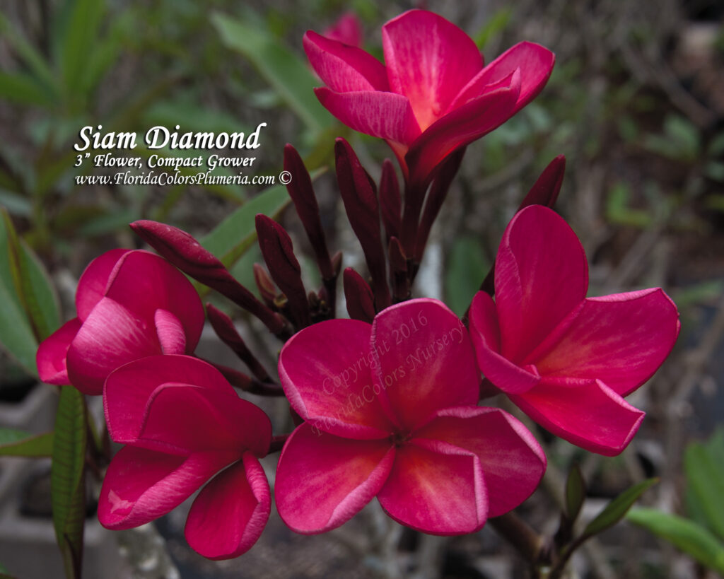 Siam Diamond plumeria photo