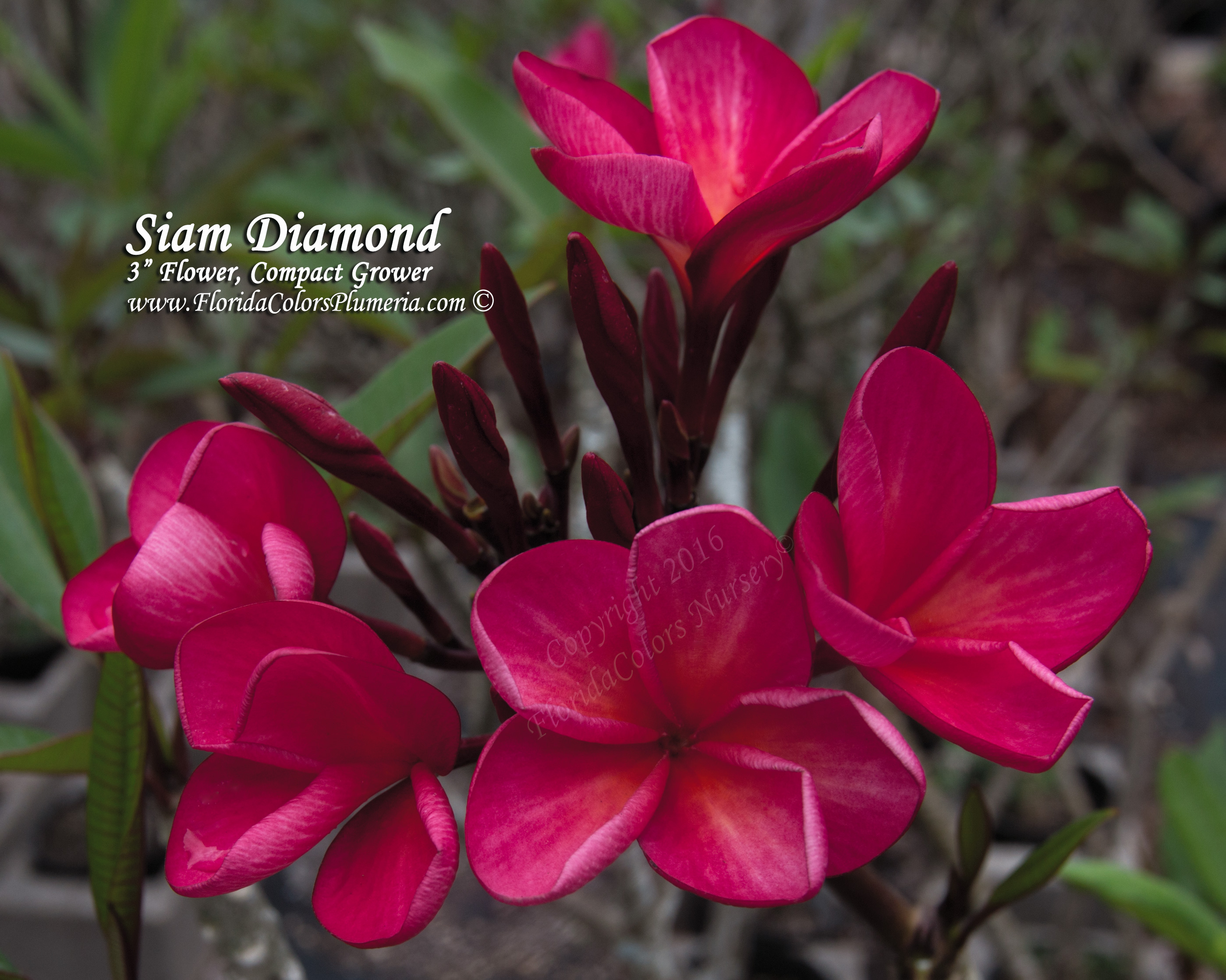 Siam Diamond plumeria photo